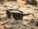 budget-friendly sports sunglasses